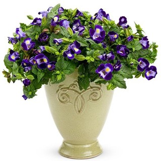 Hạt giống hoa Mắt Nai (tô liên, torenia) nhiều màu 5 HẠT ĐẾN MÙA TRỒNG TẾT luckyseed hạt siêu rẻ