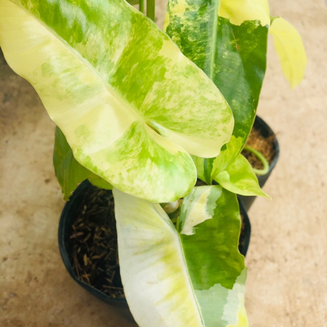Trầu tỉ phú đột biến