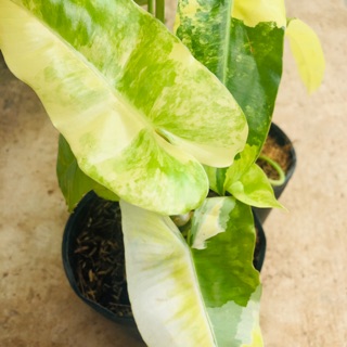 Trầu tỉ phú đột biến