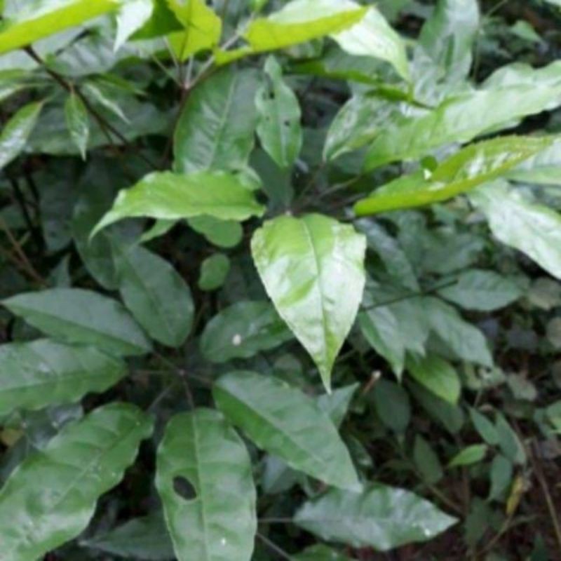 1kg lá đắng khô