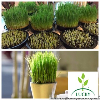100g Hạt Giống Cỏ Lúa Mì Đỏ Wheatgrass Cỏ Mèo (B1.205 | XOP)  THANHHUONG