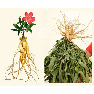 Túi ươm mầm SÂM BỐ CHÍNH [Có đất xơ dừa, hạt giống, hướng dẫn ươm hạt]