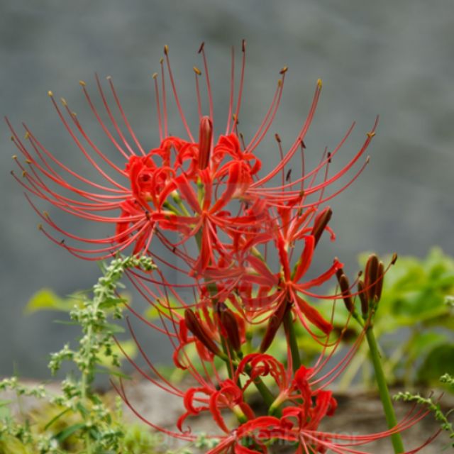 CỦ HOA BỈ NGẠN MÀU ĐỎ  CỦ TO NHƯ HÌNH