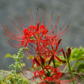COMBO 20 CỦ HOA BỈ NGẠN