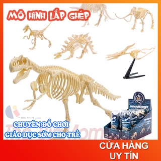 Bộ khủng long - Lắp ráp mô hình hóa thạch khủng long -mô hình xương khủng long giúp kích thích tư duy tìm tòi khám phá