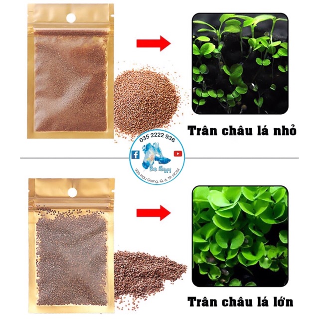 Hạt giống thủy sinh, cây thủy sinh - Trân Châu, Ngưu Mao Chiên, Cỏ Tình Yêu | Dễ Trồng - Không Co2