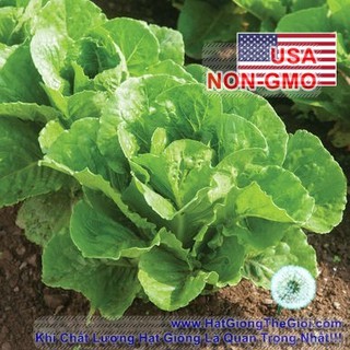 100GR 80K.HẠT Hạt Giống Xà Lách Romaine Chịu Nhiệt Paris (| B18*V54)