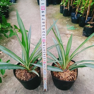 Cây Phát Tài Thái ( Dứa Diệp Tiễn )