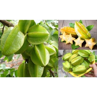 Cây Giống Khế Ngọt (Chuẩn Giống Cây Trồng)