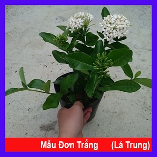 Cây Mẫu Đơn Trắng (Lá Trung) - cây bông trang trắng - caykiengsadec
