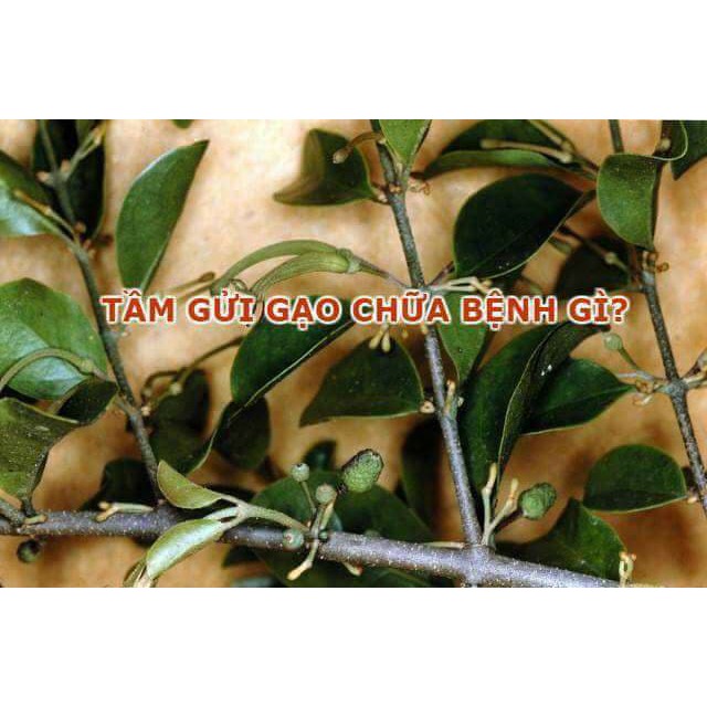 500g Tầm gửi gạo