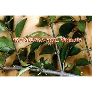 500g Tầm gửi gạo