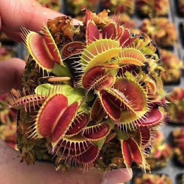 Cây bẫy kẹp bắt mồi - Venus Flytrap