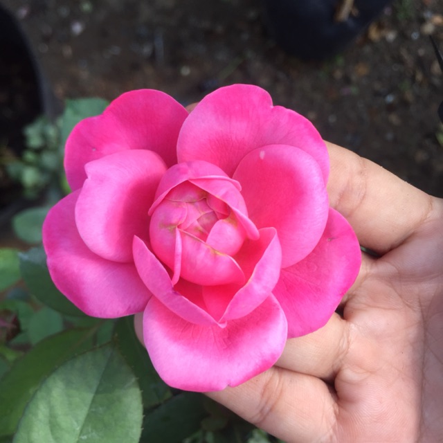 Hoa hồng Nhật Dream Light