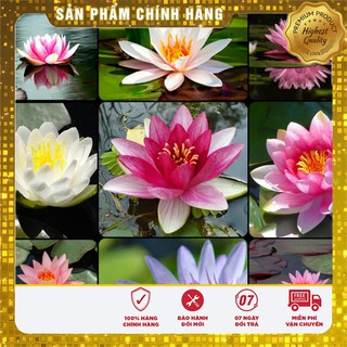 Hạt Giống Súng Thái Mini (5 hạt )
