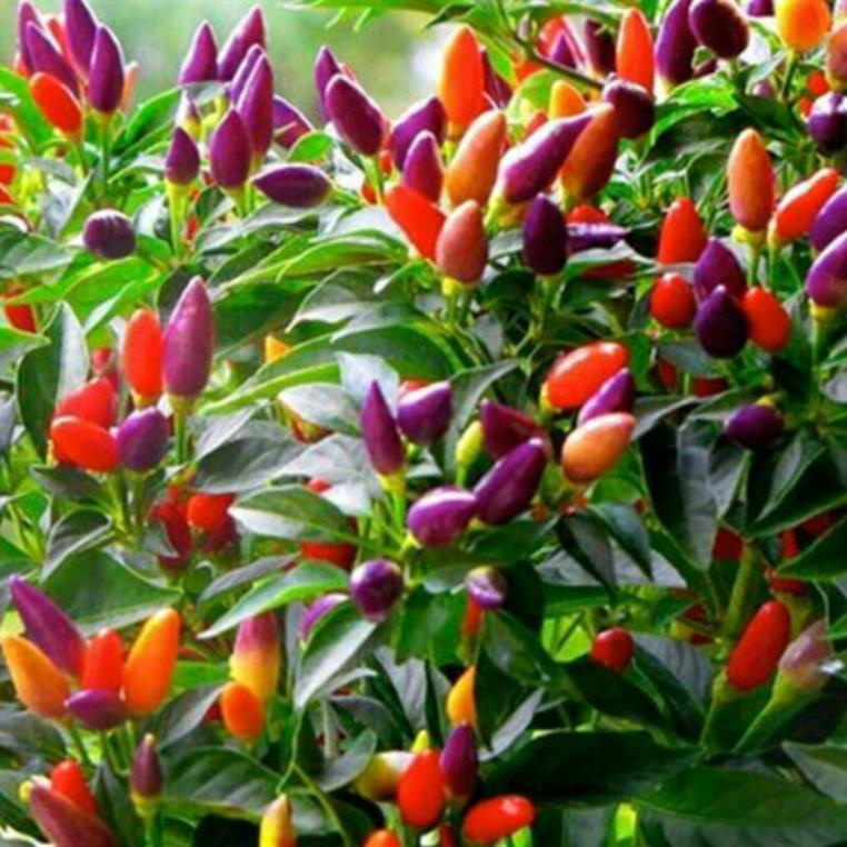 hạt giống ớt ngũ sắc 10h