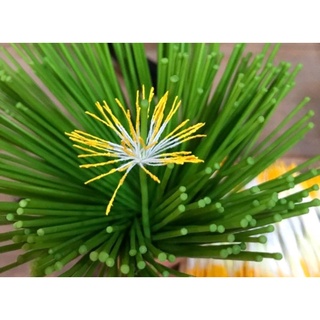 Nhụy mai xanh. nhị mai xanh cắm hoa mai