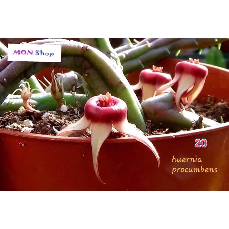 Xương rồng sao biển ngôi sao năm cánh trắng nhuỵ đỏ Huernia procumbens