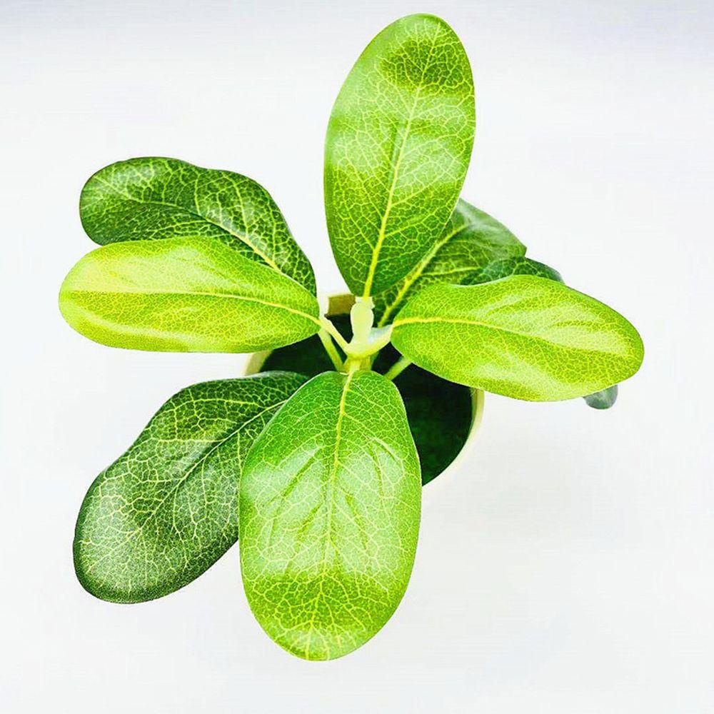 Chậu Cây Bonsai Nhân Tạo Trang Trí Nhà Cửa