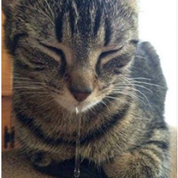 1 Hộp  Chuyên Hô Hấp, Cảm Lạnh, Ho, Sổ Mũi, Hắt Hơi Trên Chó Mèo