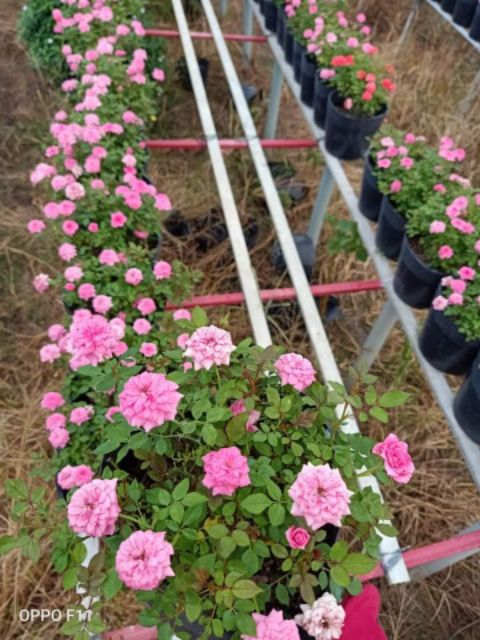 Cây Hồng Tỉ Muội