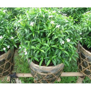 Hoa Mai vạn phúc siêu rẻ