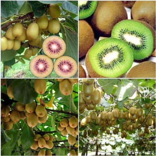 Hạt giống cây ăn trái kiwi 30 hạt (TẶNG gói kích thích hạt nảy mầm)