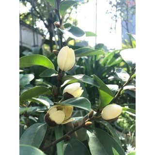 Cây hoa lan tiêu cao trên 80cm