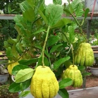 Cây phật thủ.