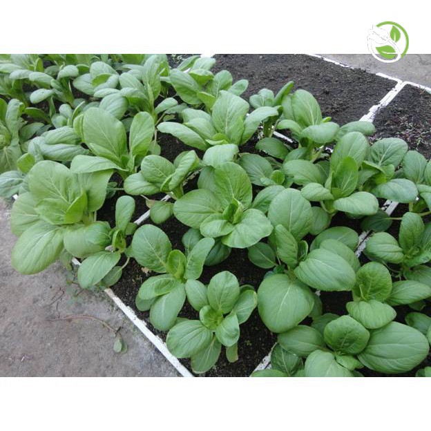 Hạt Giống Cải Thìa Cao Sản Phú Nông - Gói 20g- 50g - Pak Choy Green
