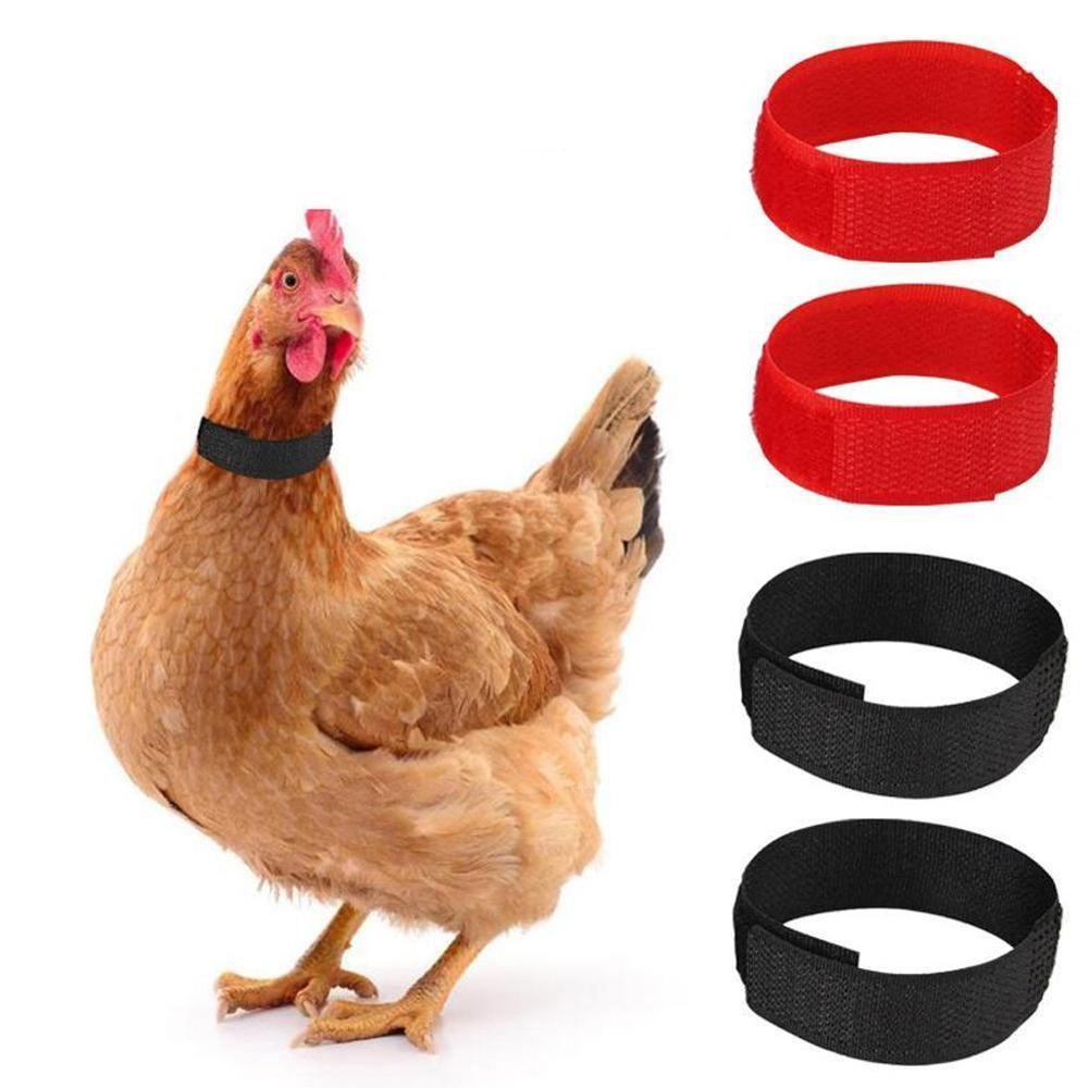 AUGUSTINA Set 2 Đai Đeo Cổ Chống Gà Trống Tiện Dụng