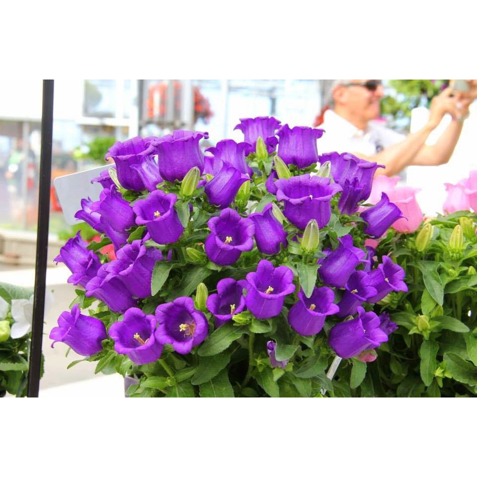 Hạt giống Hoa Chuông tím 2 tầng dây leo - Gói 5 hạt - hgct3