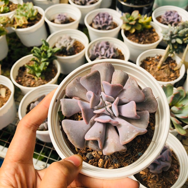 Sen đá cúc tím sz lớn (10cm)