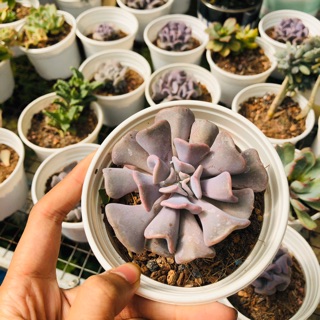 Sen đá cúc tím sz lớn (10cm)