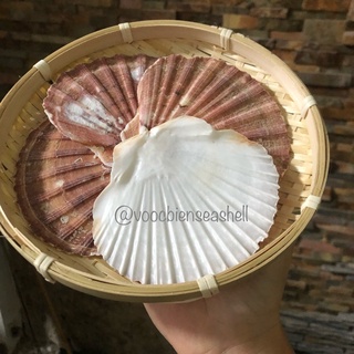 Vỏ sò điệp quạt lớn cỡ 10cm