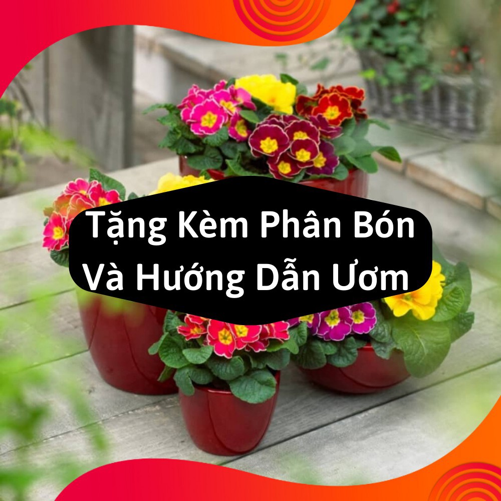 Combo 2 Gói Hạt Giống Hoa Báo Xuân