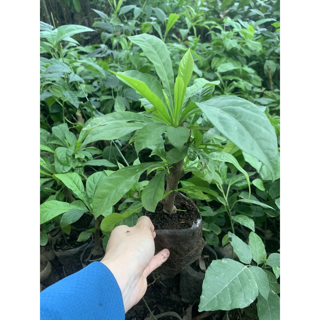 Cây giống đào tiên