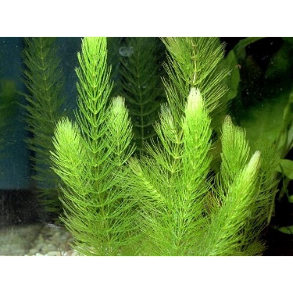 (5 Nhánh) Rong Đuôi Chồn Thủy Sinh - rong đuôi chồn thủy sinh - trang trí hòn non bộ Mộc Nhân Farm