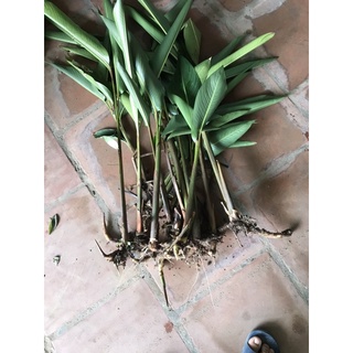 30 cây thiên điểu( hoa mỏ két)