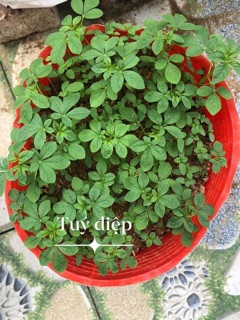 Hạt hoa tuý điệp