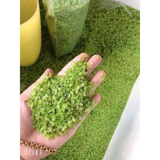 500gr cốm khô Tú Lệ chuẩn Tây Bắc (Nấu xôi, nấu chè hoặc làm chả cốm)