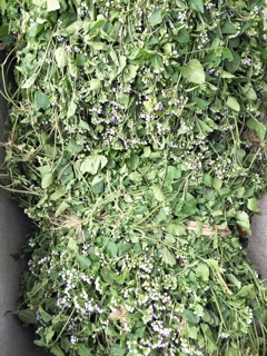 TINH CHẤT HOA CỨT LỢN 10ml