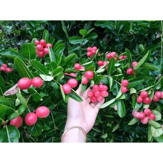 Cây Giống Siro Siêu Trái