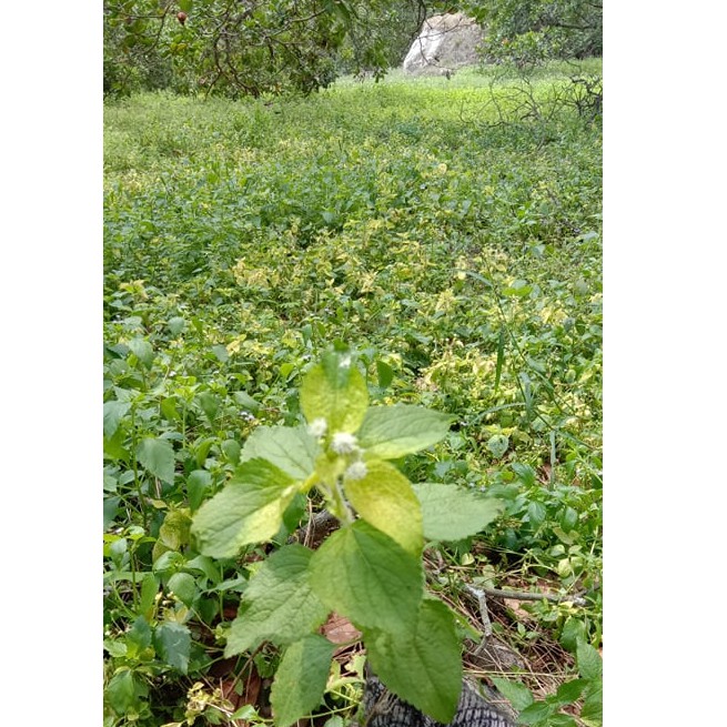 Dầu Gội Sạch Gàu Handmade🌺 9 Loại Thảo Mộc 🌹Quà Tặng 45K- Hỗ Trợ Sạch Gàu, Phục Hồi, Kích Thích Mọc Tóc, Ngăn Nấm Da Đầu | BigBuy360 - bigbuy360.vn