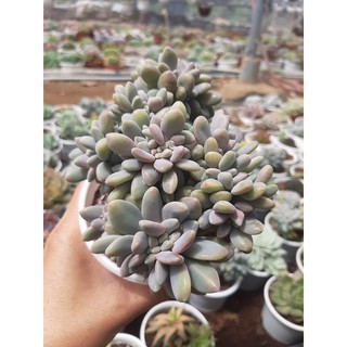 SEN ĐÁ GIỌT LỆ🌵SIZE10CM🌵SIZE TRUNG 🌵SEN ĐÀ LAT🌵THUẤN SỨ NÓNG🌵FREESHIP🌵1 ĐỔI 1
