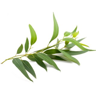 Dầu Khuynh Diệp Mekophar (Chai 25ml)