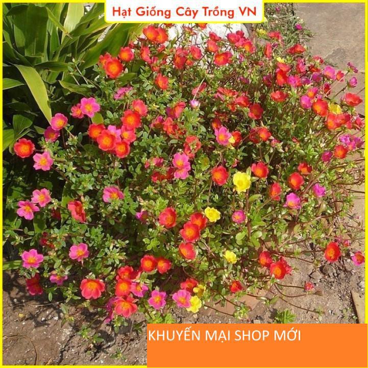 Hạt giống Hoa Mười Giờ Cánh Đơn Nhiều Màu, Dễ Trồng khuyến mại shop mới