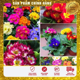 Bộ gói hạt giống Báo xuân
