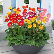 10 hạt giống hoa đồng tiền mix màu ❣️ TẶNG VIÊN NÉN ƯƠM HẠT ❣️❣️ Số lượng có hạn