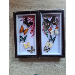 Tranh Bướm Nghệ Thuật